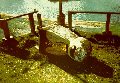 beside the sea